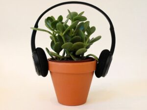 do plants grow better to music