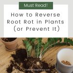 How to Reverse Root Rot in Plants (or Prevent It)