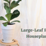 Large-Leaf Ficus Houseplant