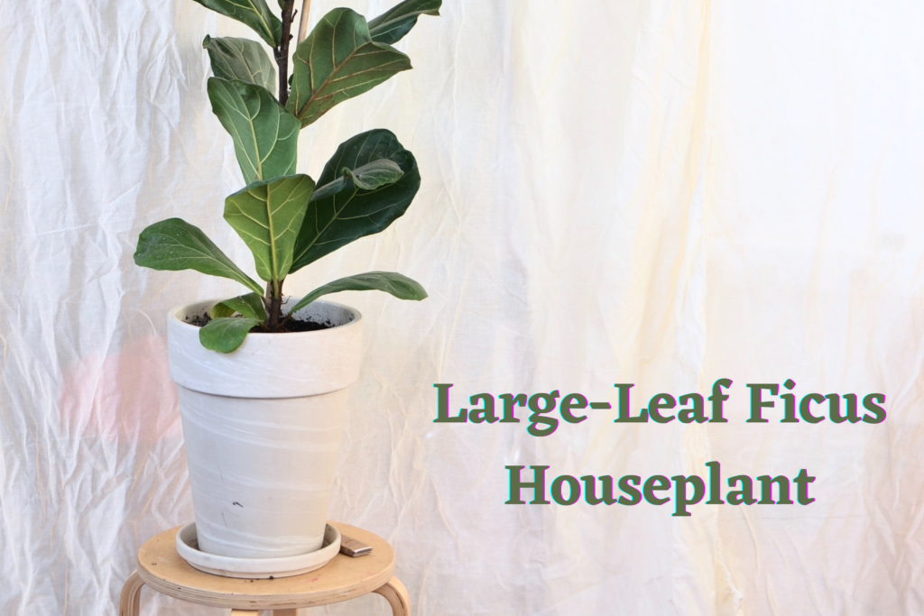 Large Leaf Ficus Houseplant