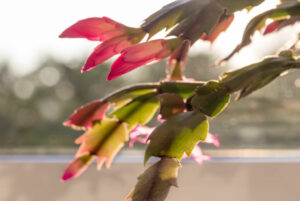 Pink Christmas Cactus- Zygocactus