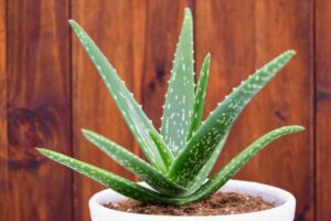 Aloe vera succulents indoors