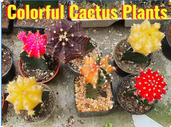 colorful cactus plants