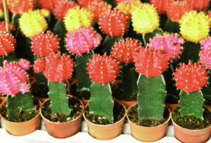 colorful cactus plant