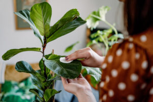 cleaning the fiddle leaf fig ficus leaf