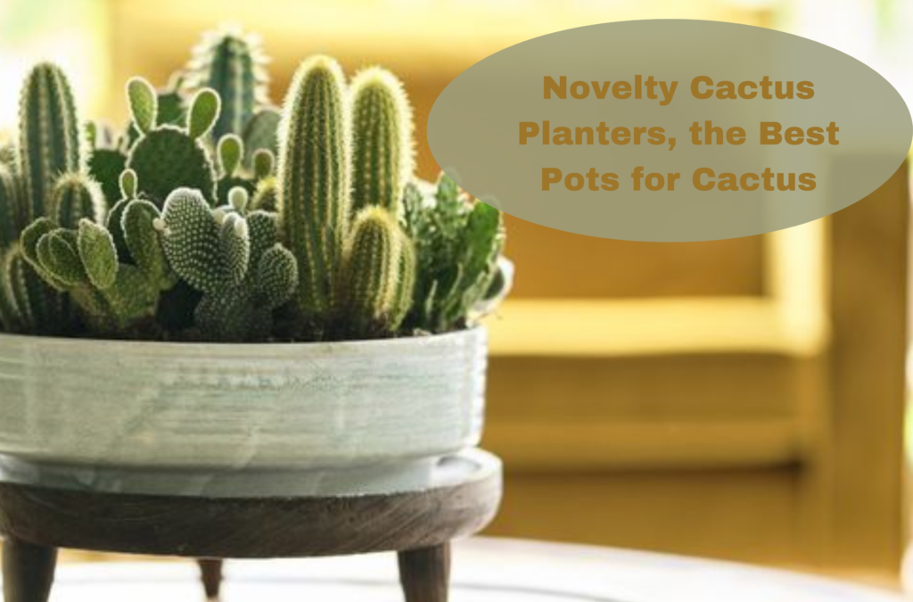 Novelty Cactus Planters, the Best Pots for Cactus