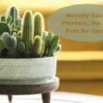 novelty cactus planters