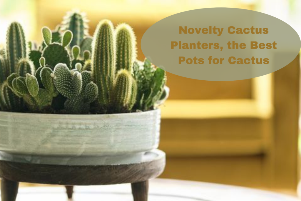 Novelty Cactus Planters, the Best Pots for Cactus