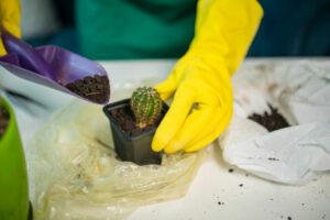 planting cactus in pot soil