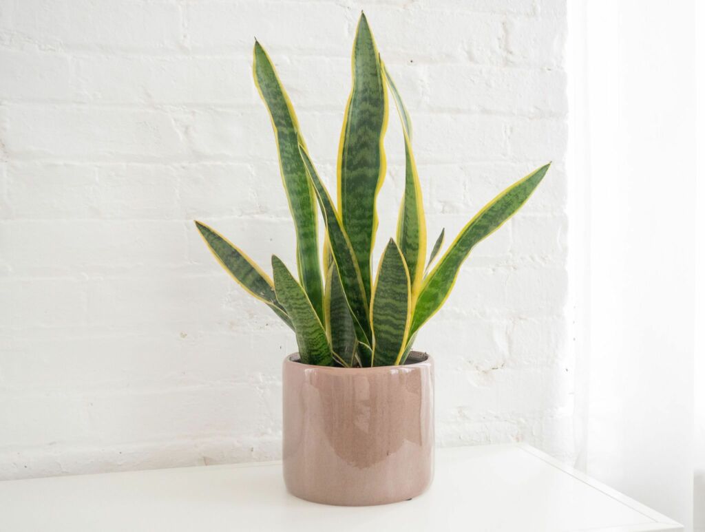 Snake Plants succulents indoors