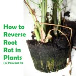 how to reverse root rot