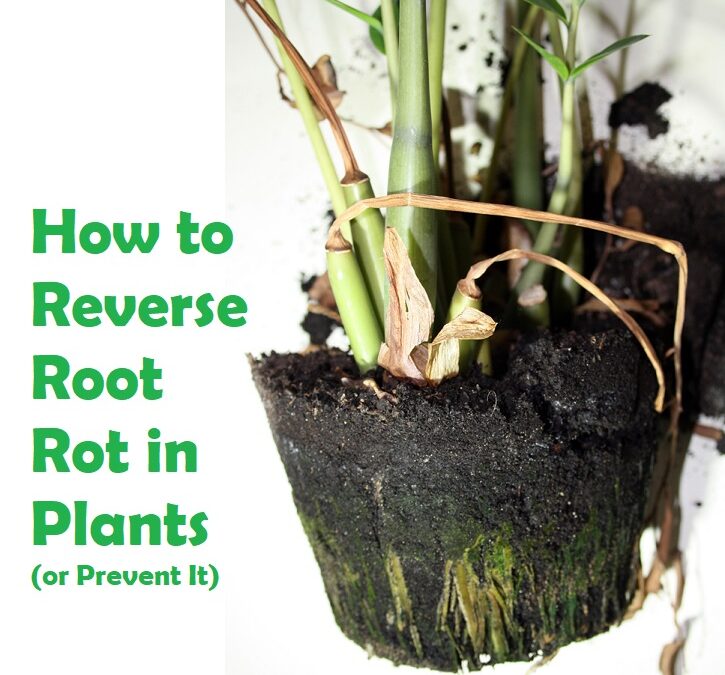 How to Reverse Root Rot in Plants (or Prevent It)