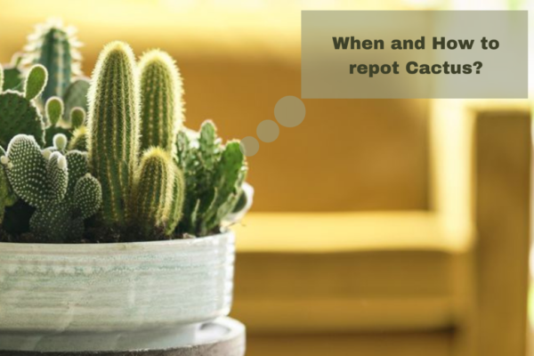 when and how to repot cactus