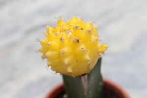 yellow moon cactus