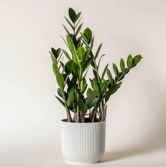 Cute Small Plants for Bedroom: Adding Style and Health - HouseplantJoy.com