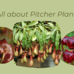 All about Pitcher plants