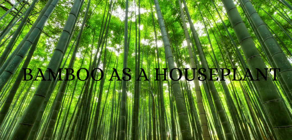 Bamboo as Houseplant