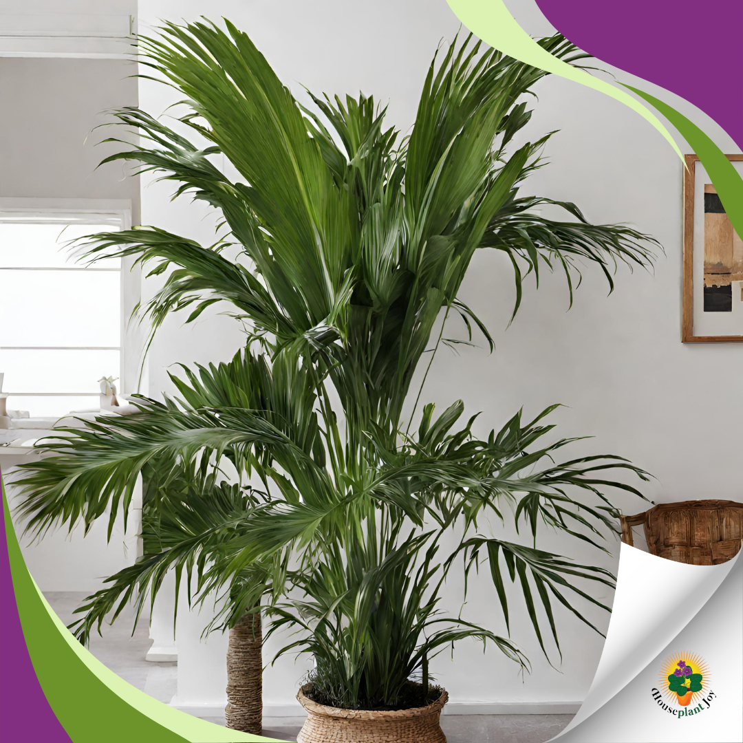 Palm Plants Indoor Escape: 12 Tropical Indoor Palms - HouseplantJoy.com