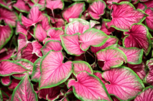 Elephant ear plant caladium in pink and green