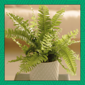 Prune a Boston fern