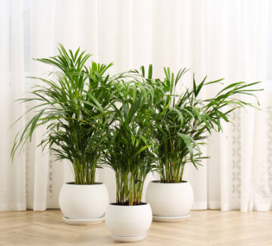 Tall Indoor Plants for Bedroom Tranquility - HouseplantJoy.com