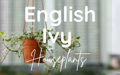 Title-English Ivy Houseplants