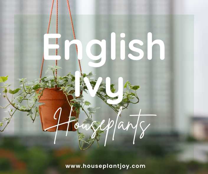 Title-English Ivy Houseplants