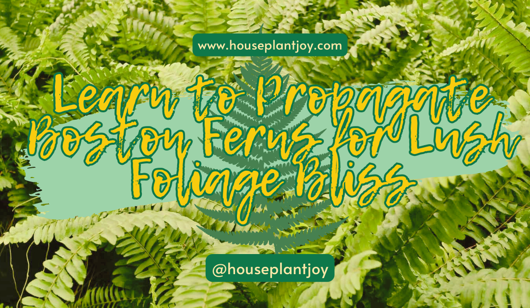 Learn to Propagate Boston Fern for Lush Foliage