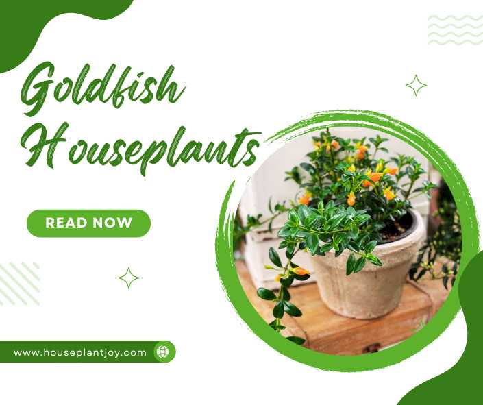 Title-Goldfish Houseplants