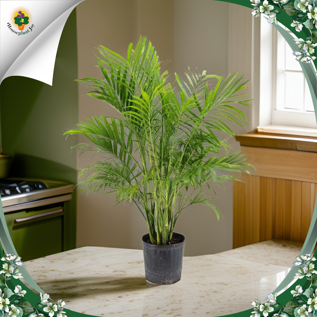 The Enchanting Cat Palm (Chamaedorea Cataractarum) - HouseplantJoy.com