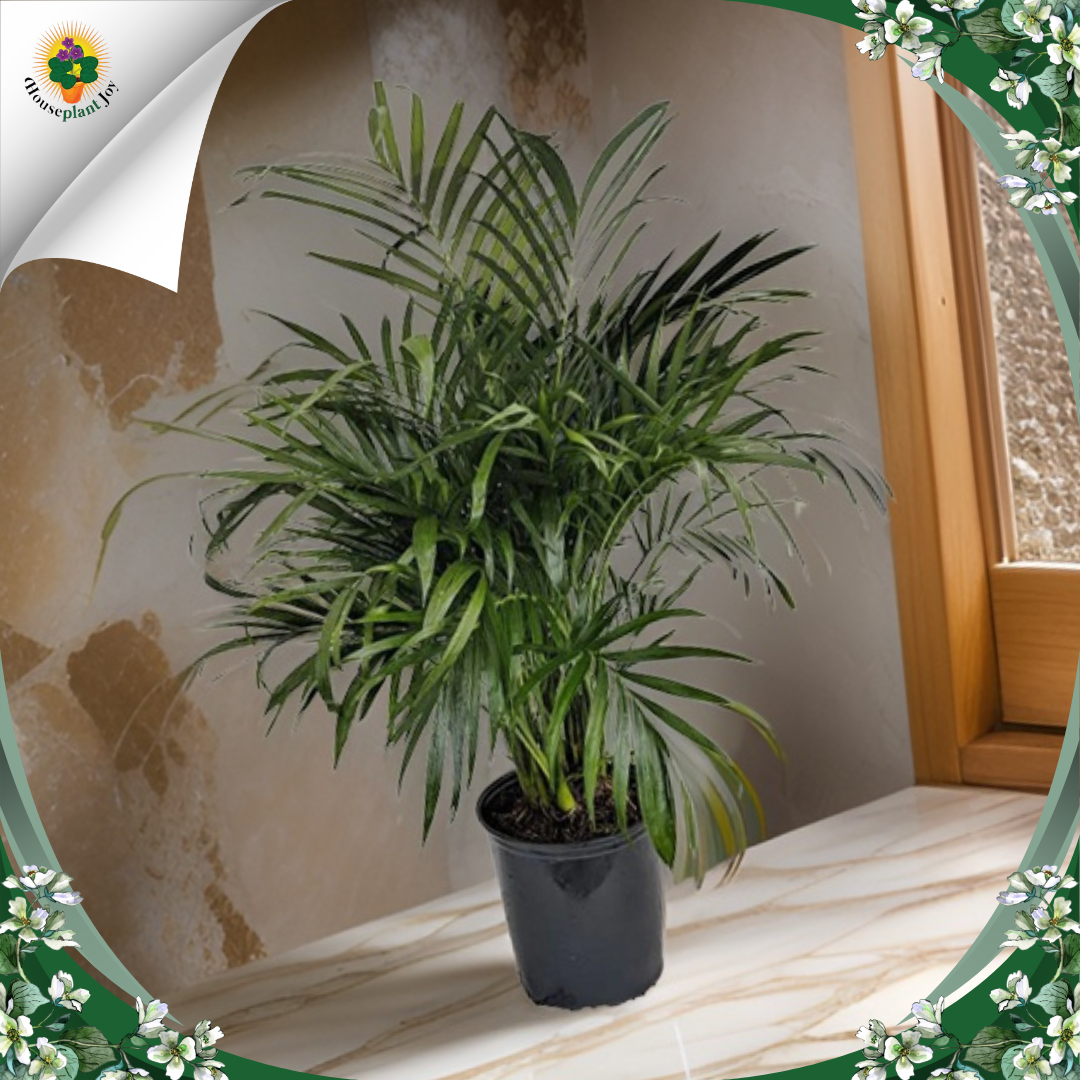 The Enchanting Cat Palm (Chamaedorea Cataractarum) - HouseplantJoy.com