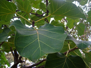 Large leaf ficus or african fig