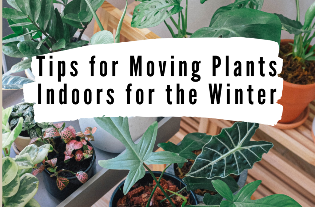 Tips for Moving Plants Indoors for the Winter