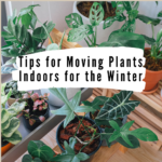 Tips for moving plants indoors
