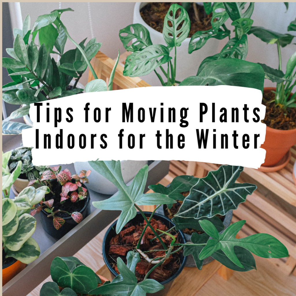 Moving Plants Indoors for Winter