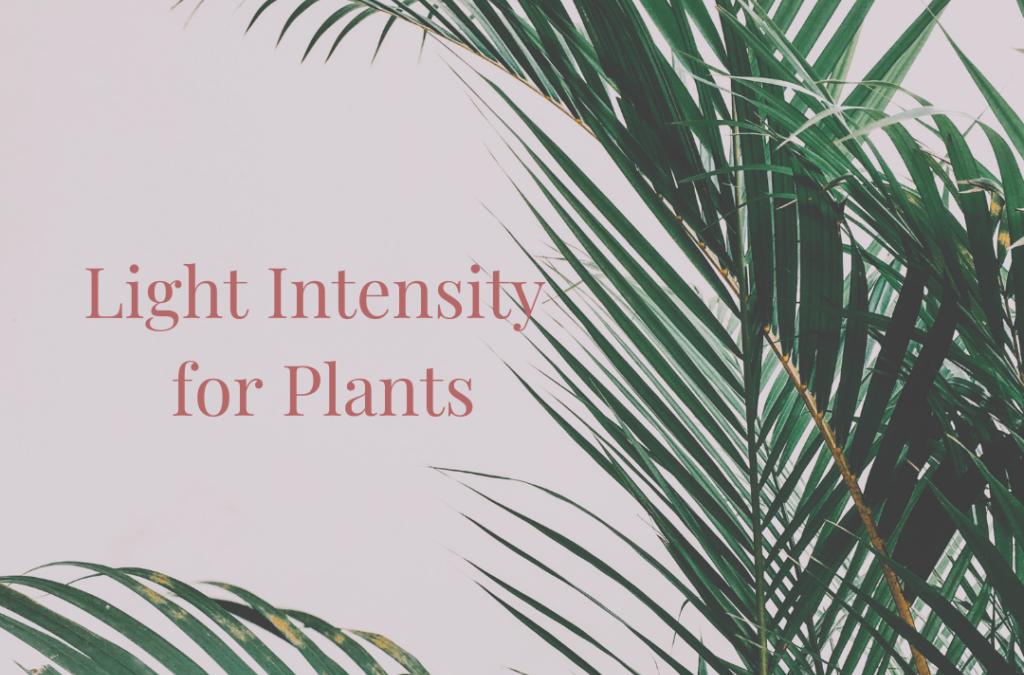 Light Intensity for Plants