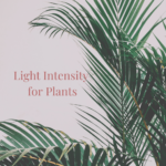 Light Intensity for Plants