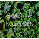 English Ivy Houseplants