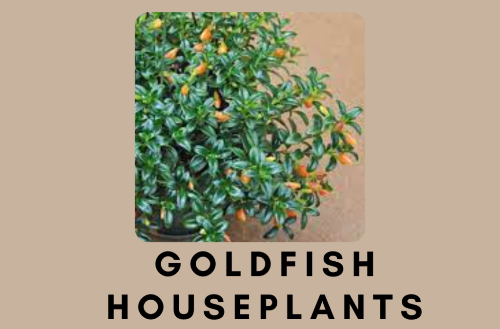 Goldfish Houseplants