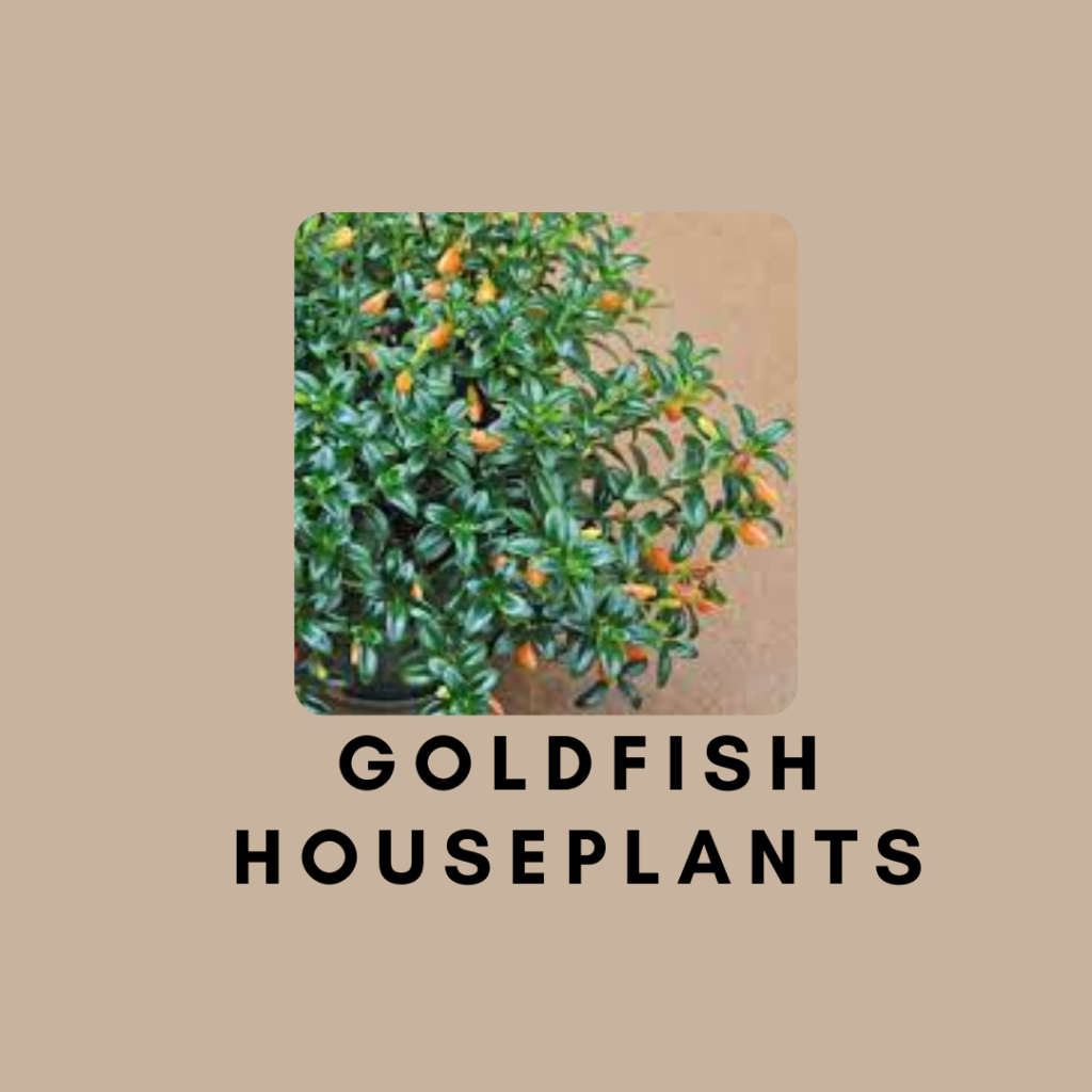 Goldfish Houseplants