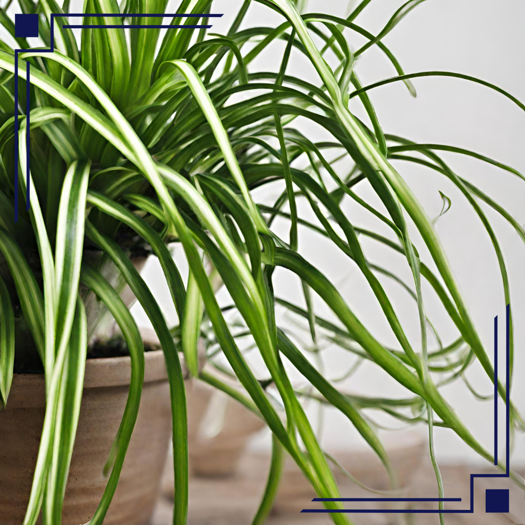 Curly Spider Plant: A Perfect Indoor Plant - HouseplantJoy.com