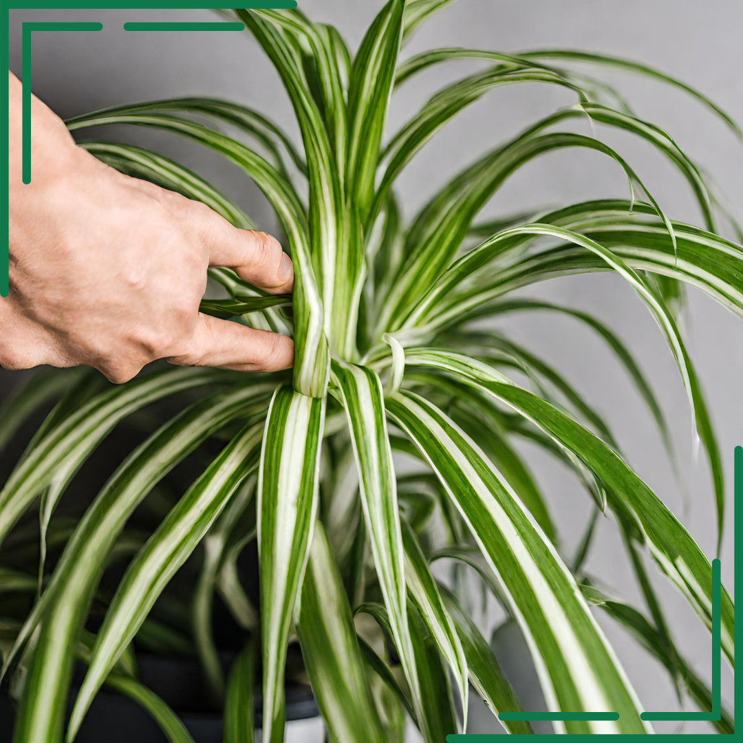 Hawaiian Spider Plant Care Tips - HouseplantJoy.com