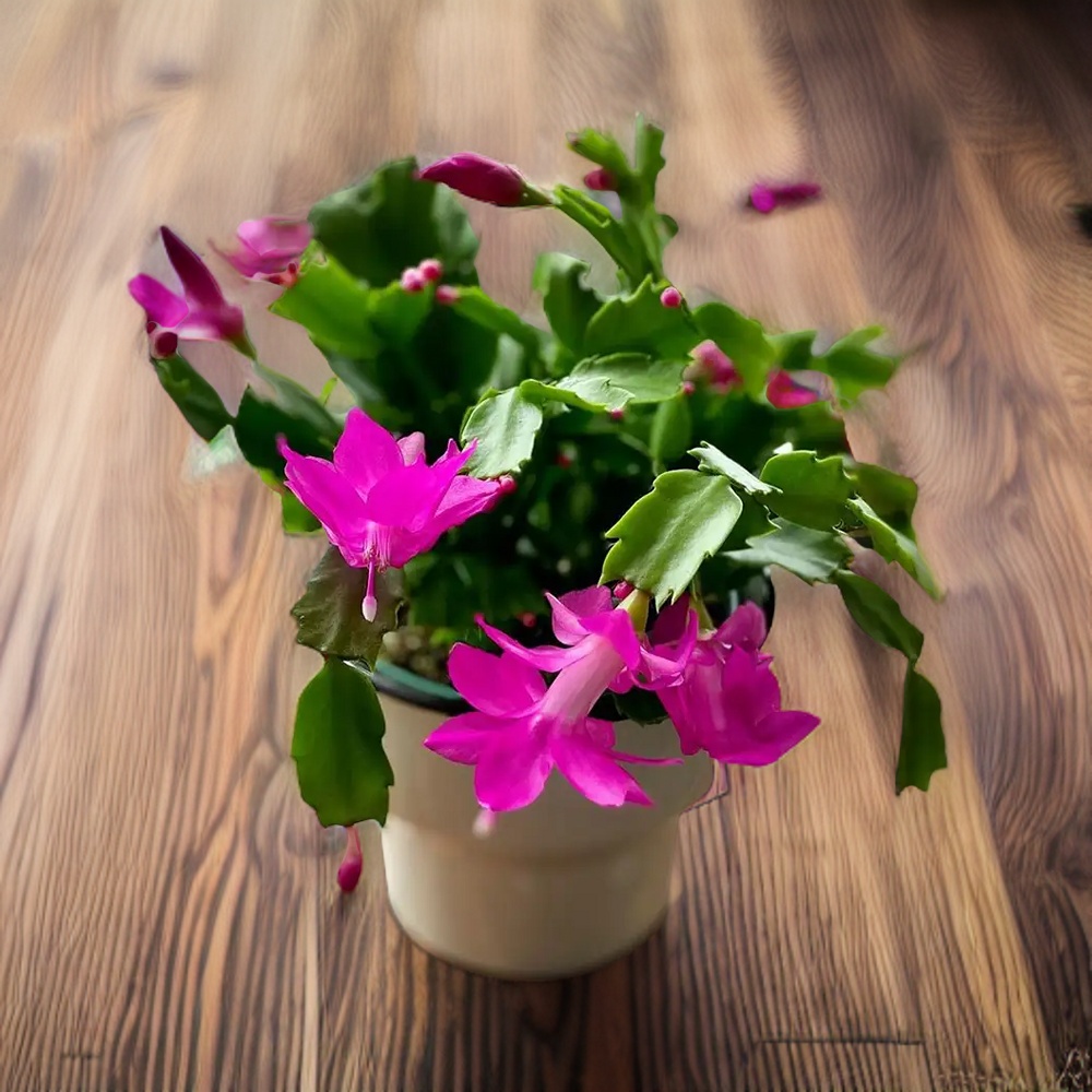 The Beauty Of Christmas Cactus Hanging Plants - Houseplantjoy.com