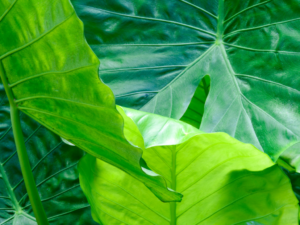 Colocasia foliage in different shades of green
