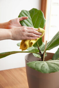 cleaning large leaf ficus