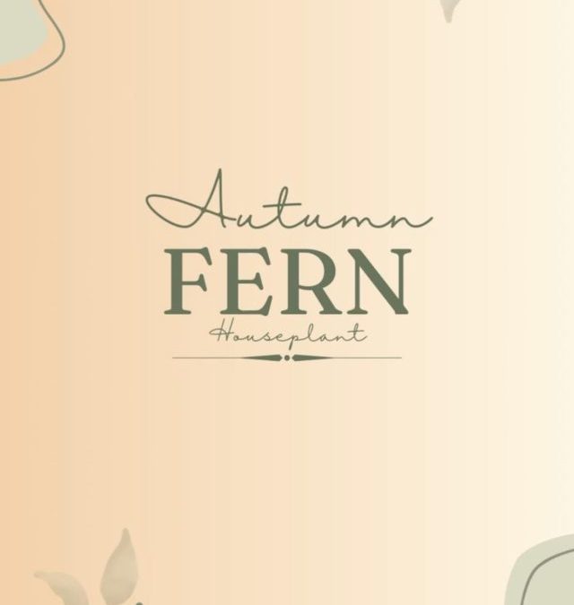 Autumn Fern Houseplant | HouseplantJoy.com
