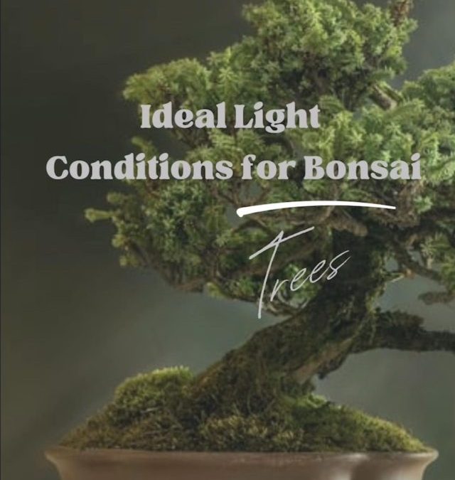 Ideal Light Conditions for Bonsai Trees