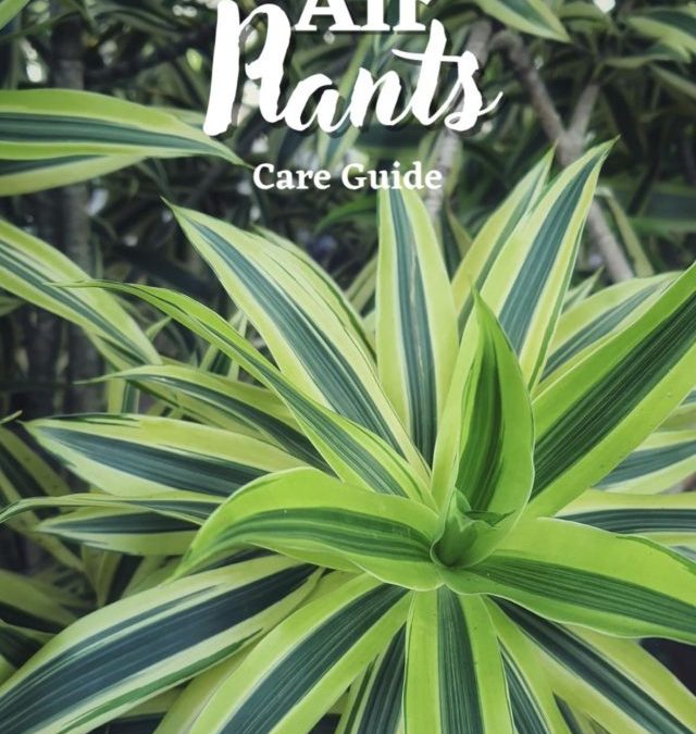 Air Plants: Care Guide | www.HouseplantJoy.com