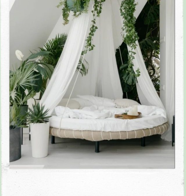 BEST PLANTS FOR BEDROOM AIR QUALITY