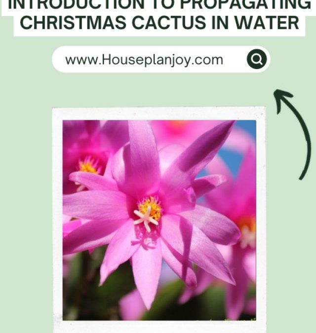 INTRODUCTION TO PROPAGATING CHRISTMAS CACTUS IN WATER